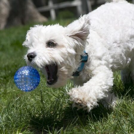 KONG GEODZ SQUEEZZ BALL 2PK